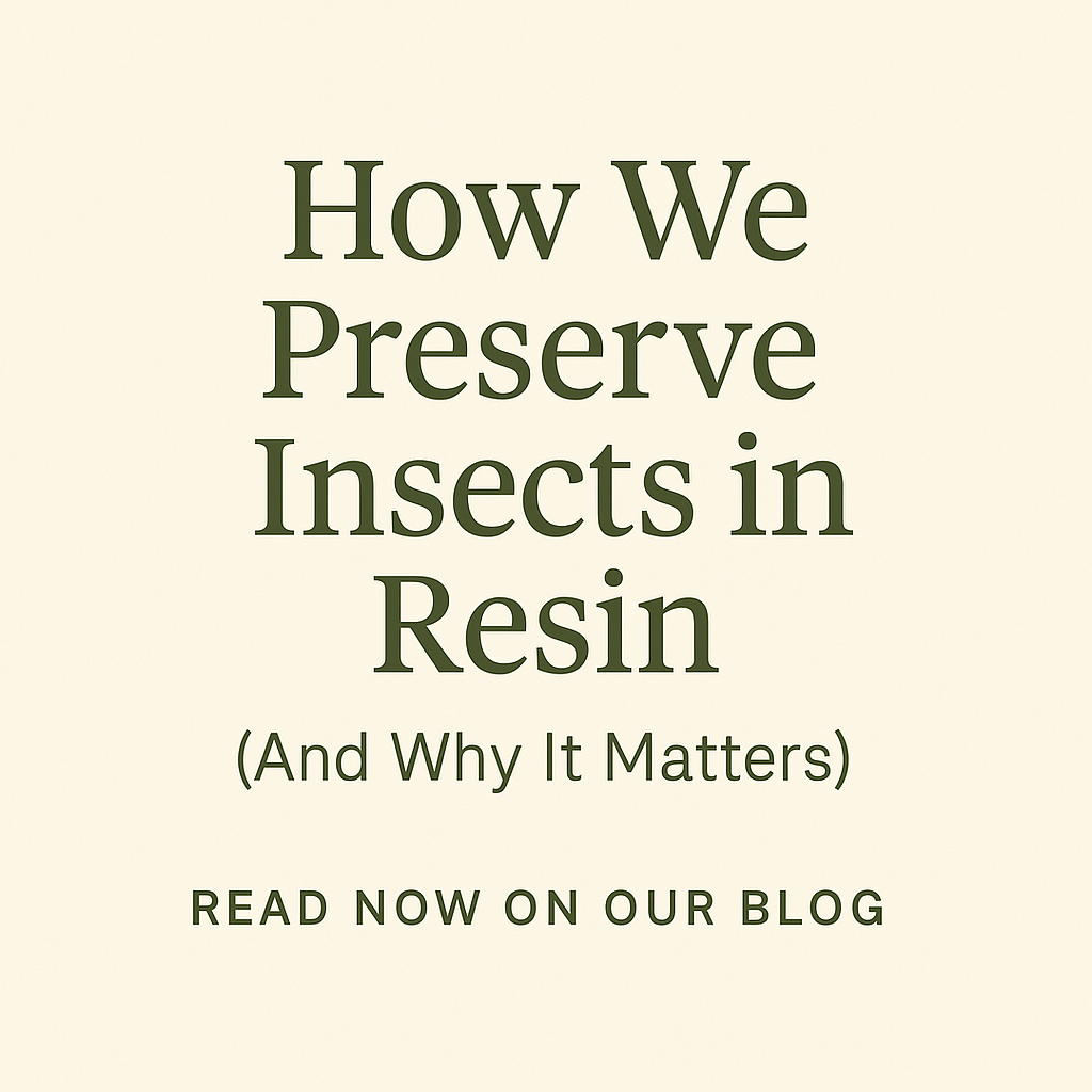 🦋 How Insects Become Beautiful Resin Art: The Process Behind Real Nature Gifts