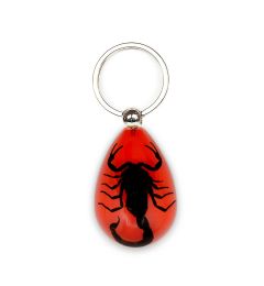 A - Real  Black Scorpion Keychain Real Nature Gift Jewelry With Box