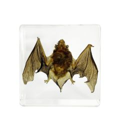 Real Bat Encased In Acrylic Real Nature Gift