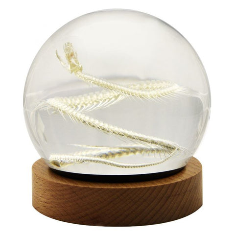 A - Real Snake skeleton Globe With Stand Wood Real Nature Gift