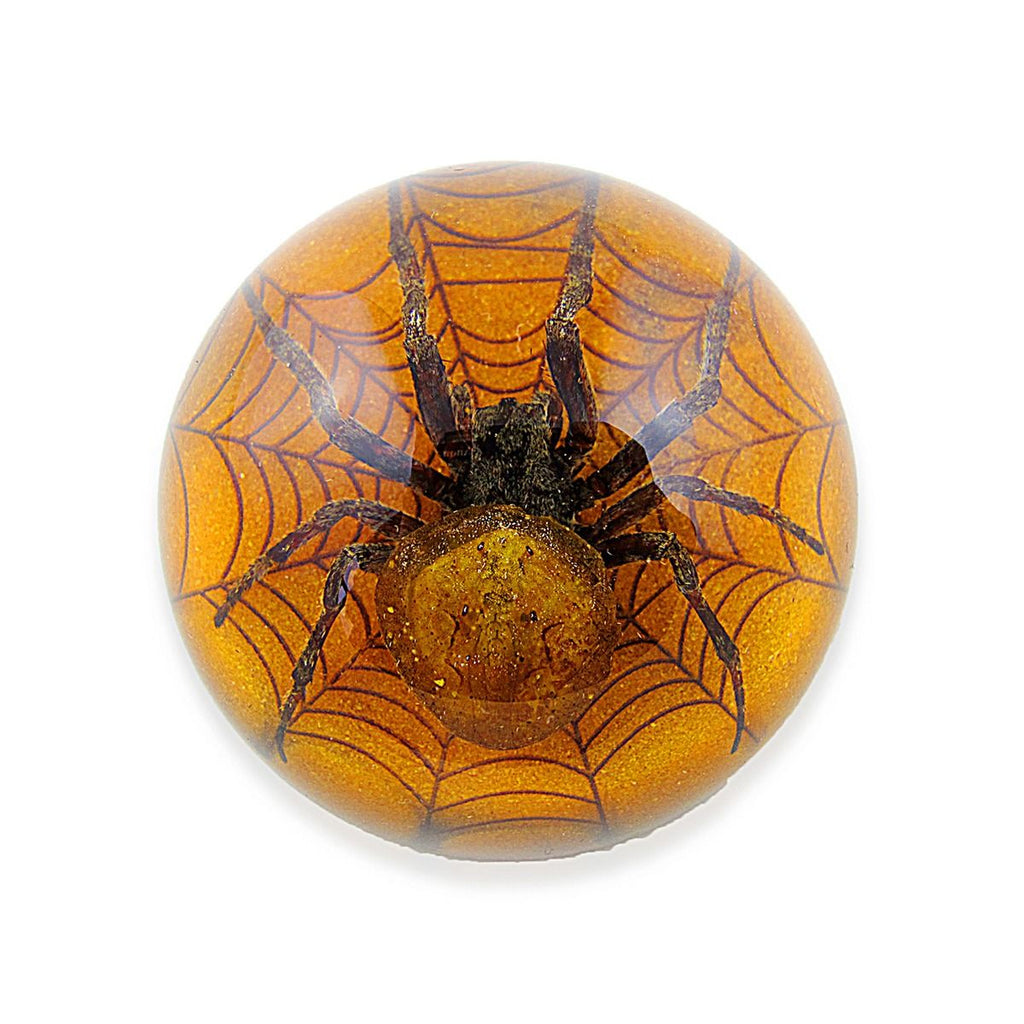 Real Spider in Resin – Small Half Dome Orange Display (2.5" x 1.3") | Real Nature Gift