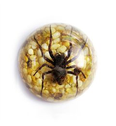 Real Spider in Resin – Small Half Dome Display (2.5" x 1.3") | Real Nature Gift
