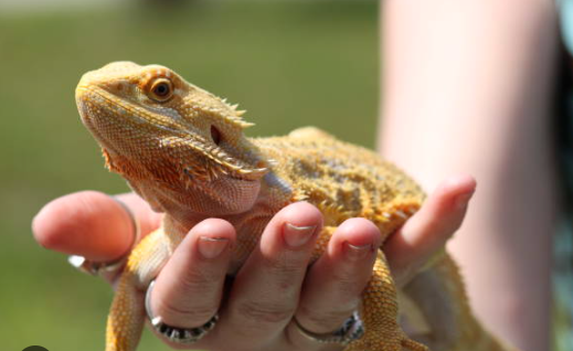 Attending a Reptile Show for the First Time: What to Expect and How to Prepare