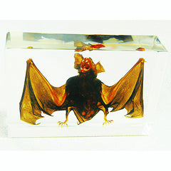 Real Nature Gifts Desktop Decorations