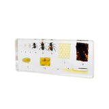 Real Life Cycle of Honeybee Real Nature Gift