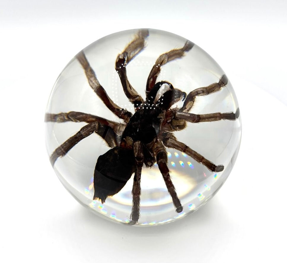 Real Spider Tarantula in Clear Resin Ball – 3.5” Circumference | Real Nature Gifts