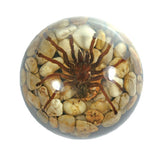 Real Spider Tarantula Half-Dome Resin Paperweight (4" x 2") | Real Nature Gift
