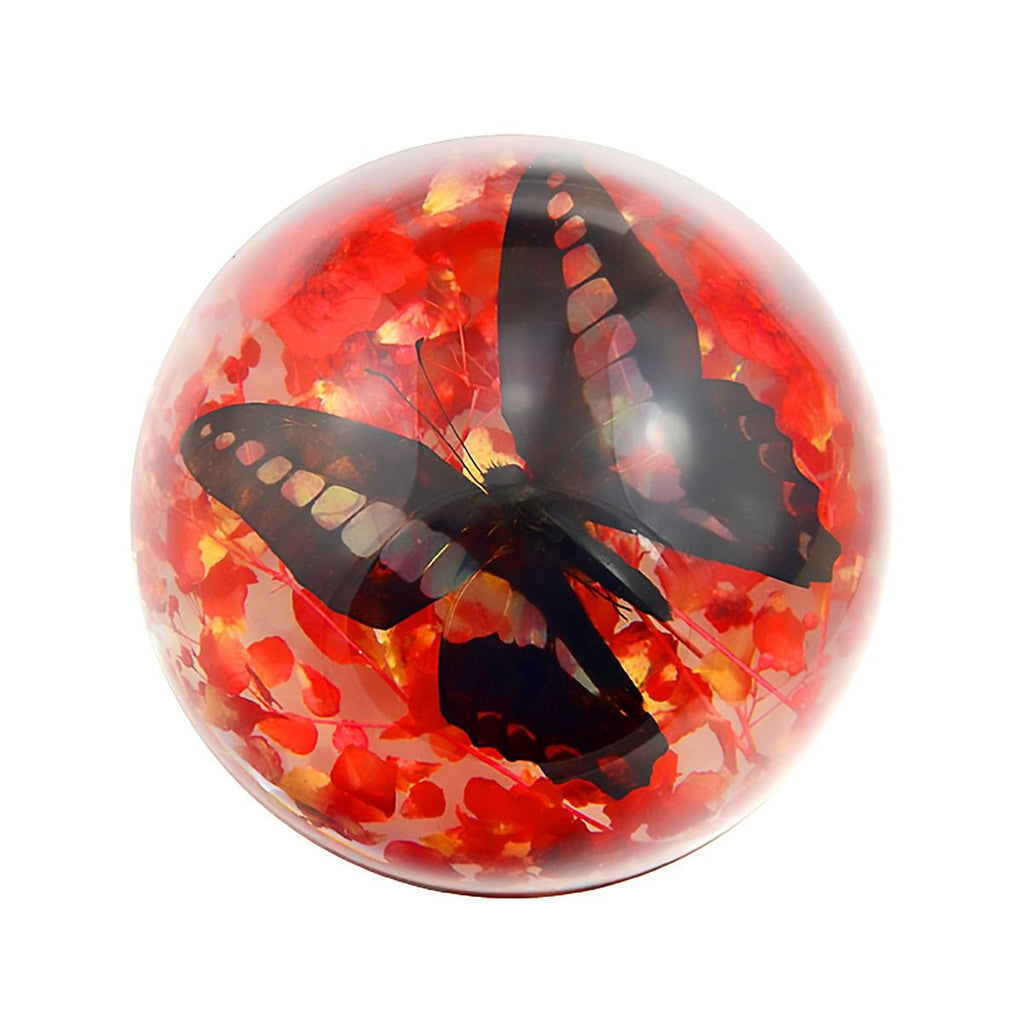 Real Butterfly In Resin Half-dome Real Nature Gift
