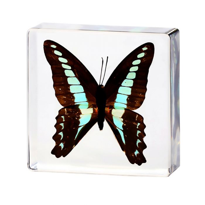 A - Real Butterfly Encased in Acrylic Resin Block Real Nature Gift