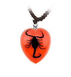 Real Black Scorpion Necklace with Red  Real Nature Gift Jewelry With Box