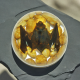 Real Horseshoe Bat In Resin Half Dome Real Nature Gift