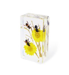 A - Real Honeybee Paperweight Real Nature Gift Decoration