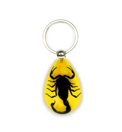A - Real Black Scorpion Keychain Real Nature Gift Jewelry With Box