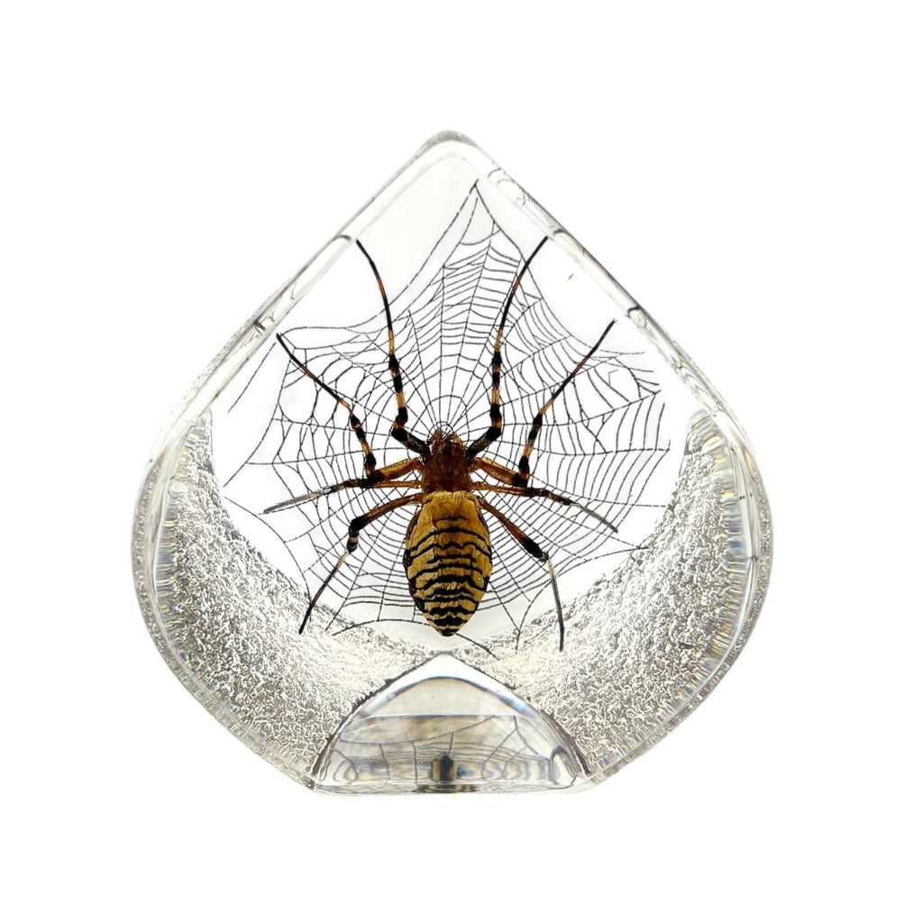 Real Spider Desktop Decoration – Teardrop Resin Display (2.5" x 2.5" x 1.5")