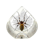 Real Spider Desktop Decoration – Teardrop Resin Display (2.5" x 2.5" x 1.5")