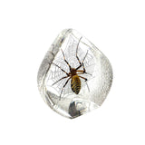 Real Spider Desktop Decoration – Teardrop Resin Display (2.5" x 2.5" x 1.5")