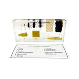Real Life Cycle of Honeybee Real Nature Gift