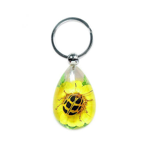 A - Real Spotted Leaf Beetle Keychain Real Nature With Box