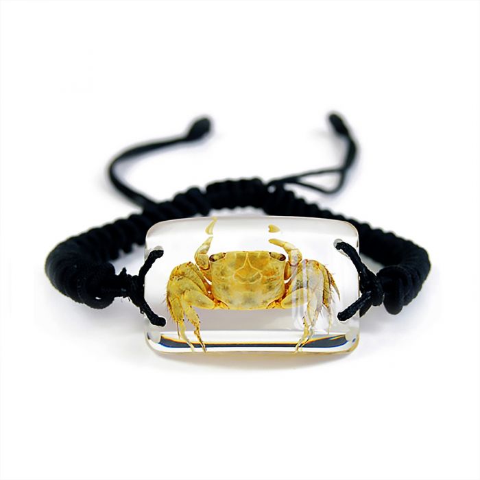 A - Real Crab Bracelet Rectangle Shaped Bracelet Real Nature Gift Jewelry With Box