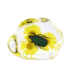 A - Real June Bug Beetle Encased in Acrylic Resin Real Nature Gift Decoration