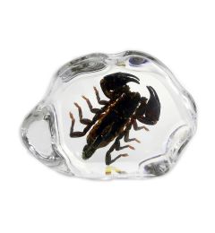 A - Real Black Emperor Scorpion Encased in Acrylic Resin Real Nature Gift
