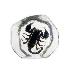 Real Black Scorpion Encased in Acrylic Resin Real Nature Gift