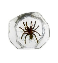 Real Spider Tarantula In Lucite Real Nature Gift Decoration