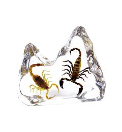 Real Scorpion & Black Scorpion Desktop Decoration Real Nature Gift