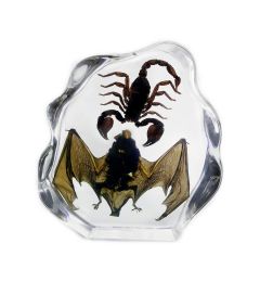 Real Bat & Black Scorpion Eastern Asia Domestisc Real Nature Gift