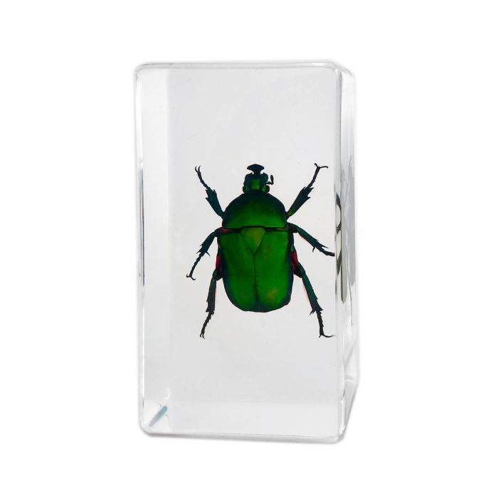 A - Real Green Rose Chafer Beetle Paperweight Real Nature Gift Decoration