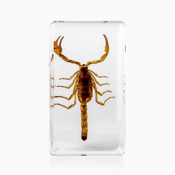 A - Real Bark Scorpion Encased In Acrylic Resin Real Nature Gift