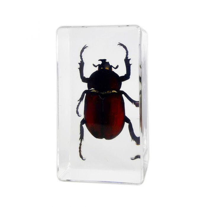 Real Unicorn Beetle In Lucite Real Nature Gift