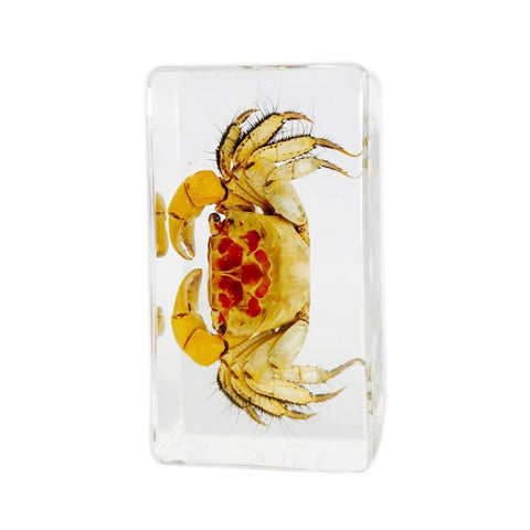 Real Crab In Lucite Real Nature Gift