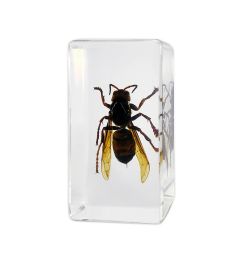 A - Real Giant Japanese Wasp In Lucite Real Nature Gift