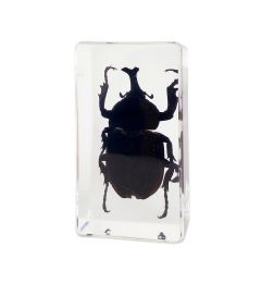 A - Real Rhinoceros Beetle In Acrylic  Lucite Resin Real Nature Gift