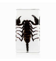 Real Black Emporer Scorpion Encased In Acrylic Resin Real Nature Gift
