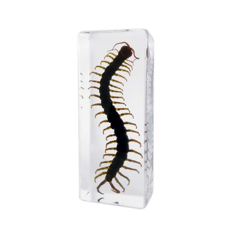 A - Real Centipede Encased in Acrylic Block Real Nature Gift