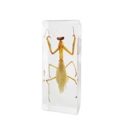 A - Real Mantis Encased in Acrylic Block Real Nature Gift