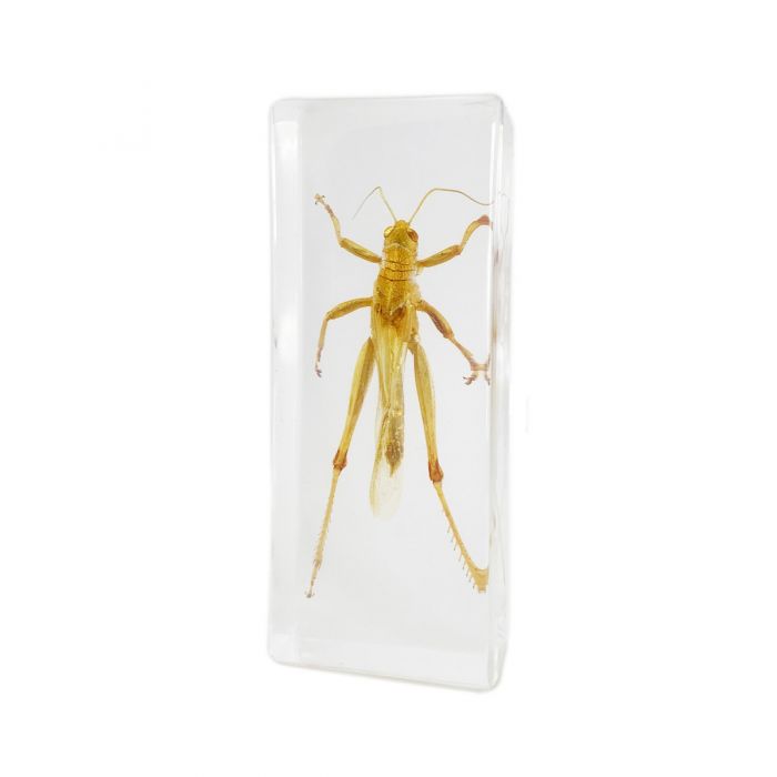 A - Real Locust Encased in Acrylic Block Real Nature Gift