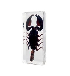 Real Black Scorpion Encased in Acrylic Block Real Nature Gift