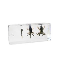 Real Life Cycle Of A Frog in Acrylic Display Real Nature Gift