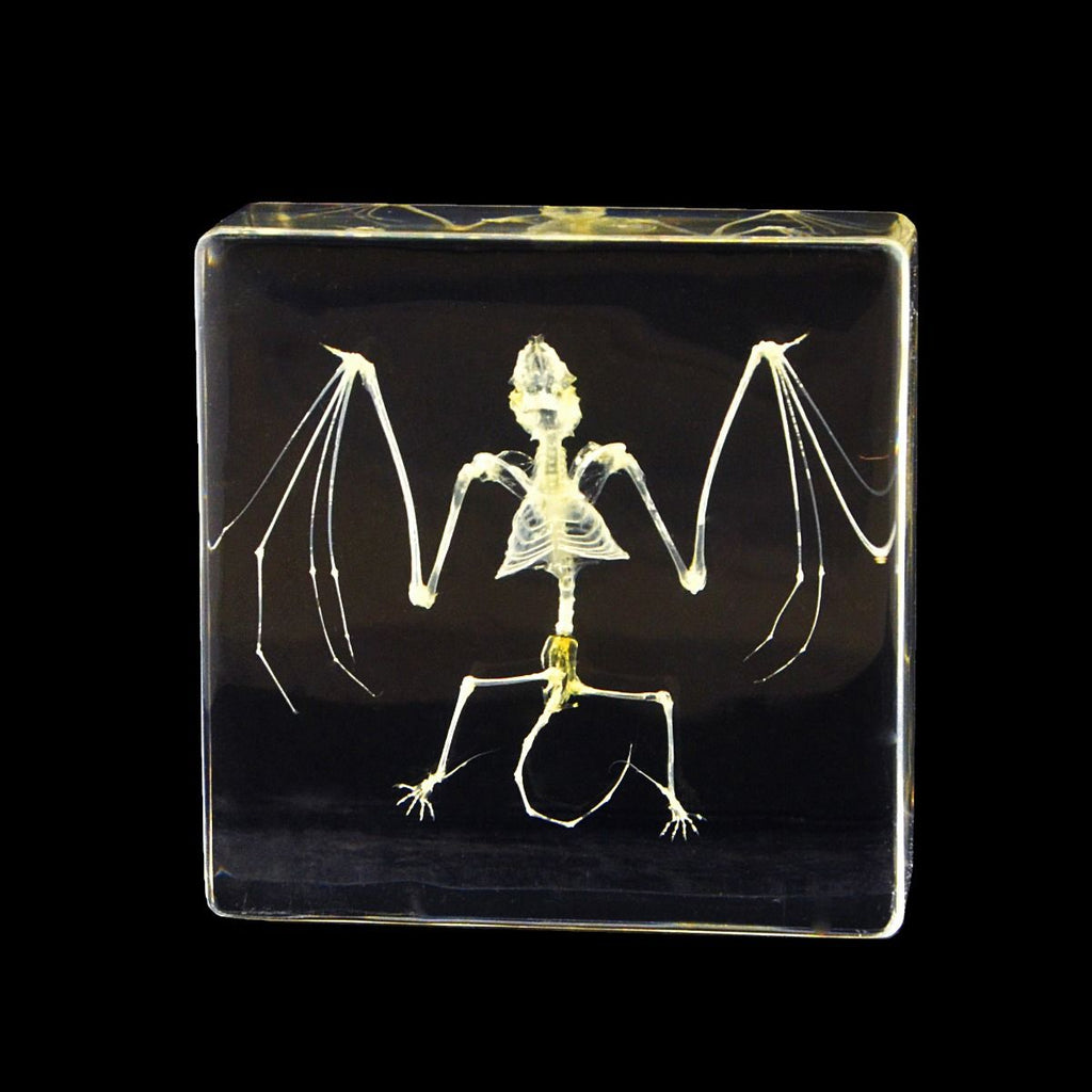 Real Bat Skeleton – Acrylic Resin Display (3" x 3" x 1") | Real Nature Gift