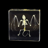 Real Bat Skeleton – Acrylic Resin Display (3" x 3" x 1") | Real Nature Gift