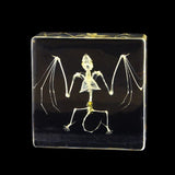 Real Bat Skeleton – Acrylic Resin Display (3" x 3" x 1") | Real Nature Gift