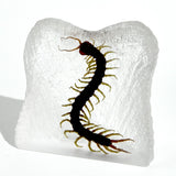 Real Centipede – Square Resin Display (3.5" x 3.5" x 1.5") | Real Nature Gift
