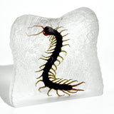 Real Centipede – Square Resin Display (3.5" x 3.5" x 1.5") | Real Nature Gift