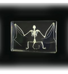 Real Bat Skeleton Encased In Acrylic Real Nature Gift