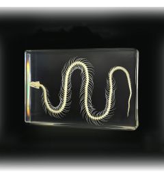 A - Real Snake Skeleton Encased In Acrylic Real Nature Gift