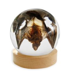 A - Real Bat Globe with Stand Real Nature Gift