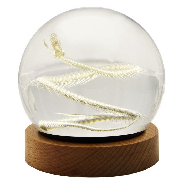 A - Real Snake skeleton Globe With Stand Wood Real Nature Gift
